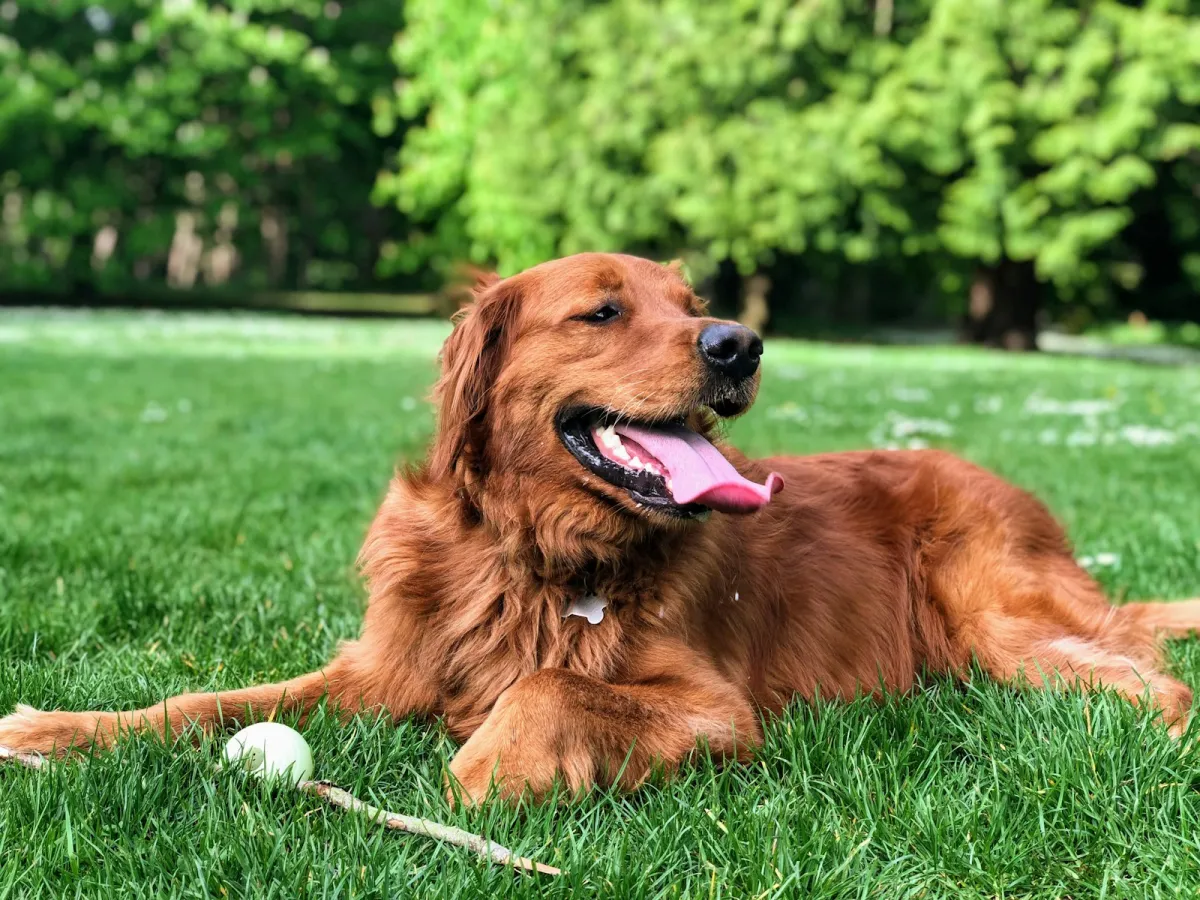 Moving to Germany With Pets: 2026 Expat Guide